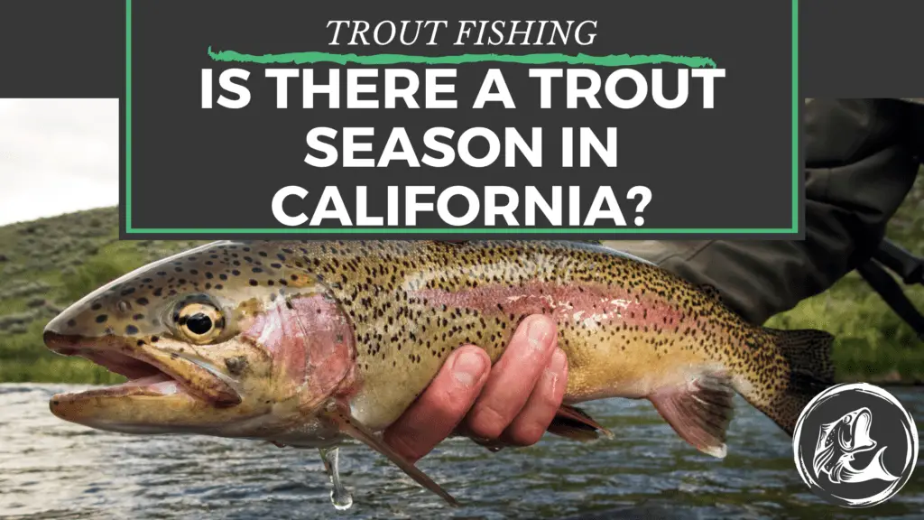 Is there a trout season in California?