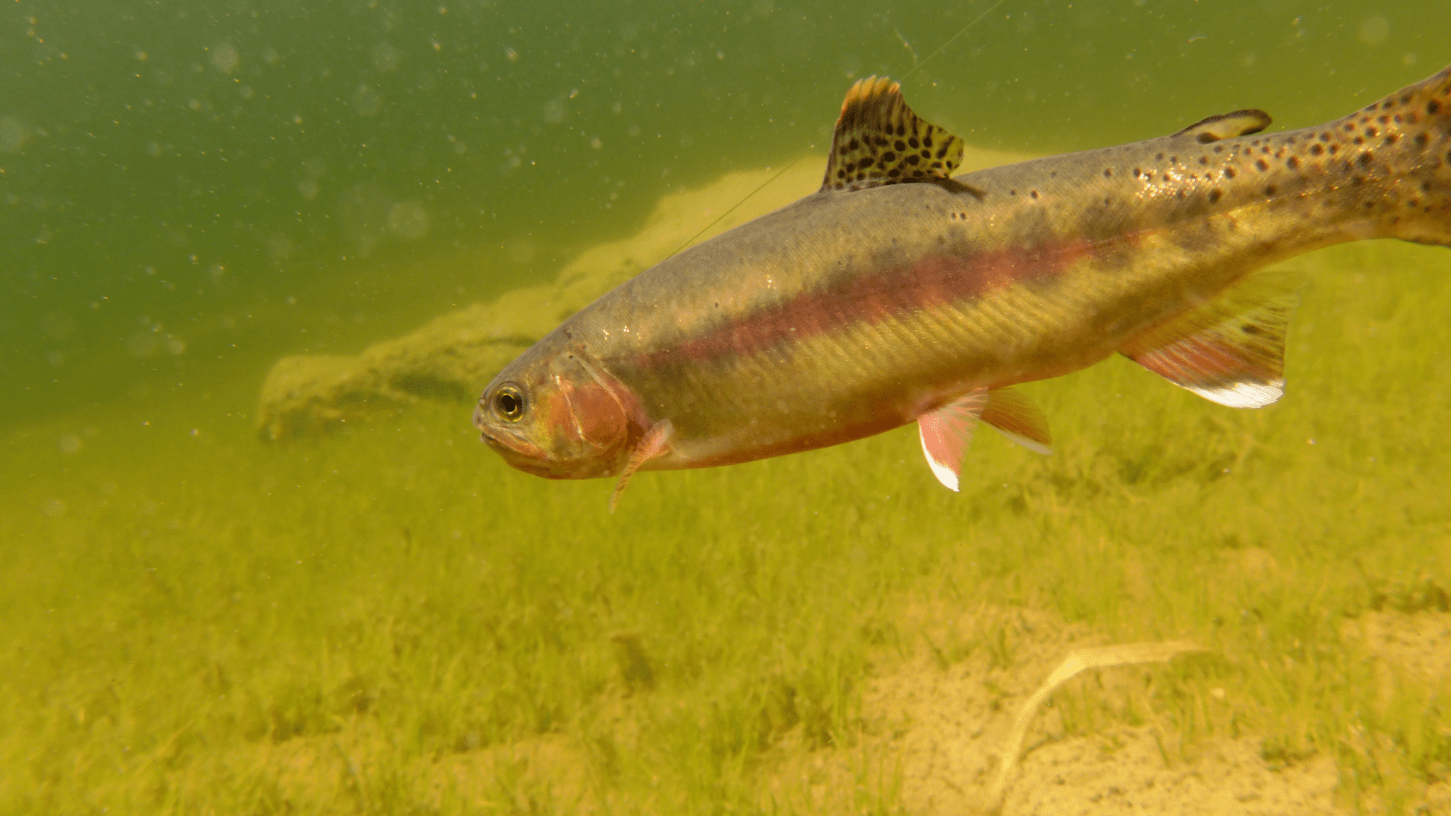 Is there a trout season in California?