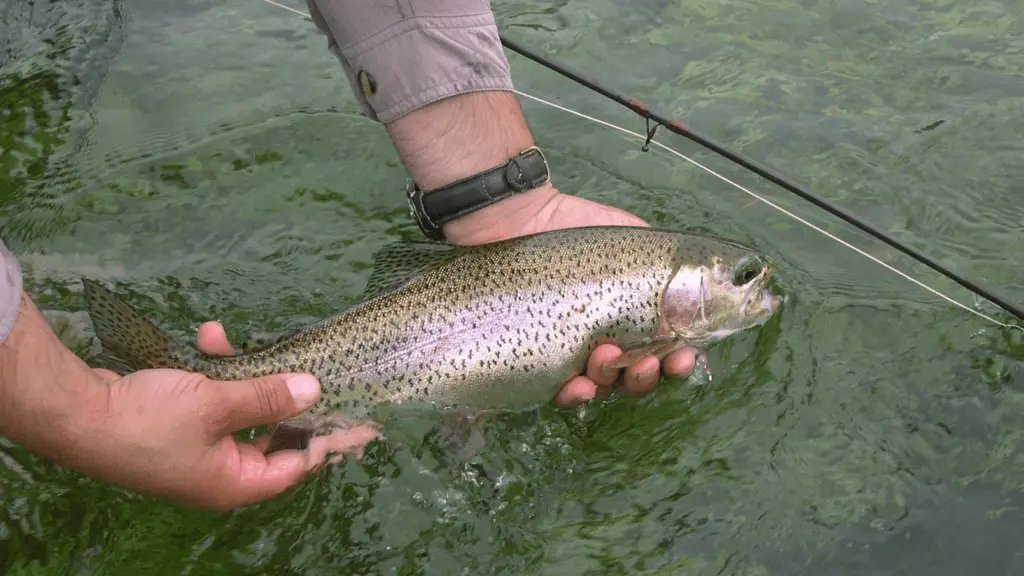Is there a trout season in California?